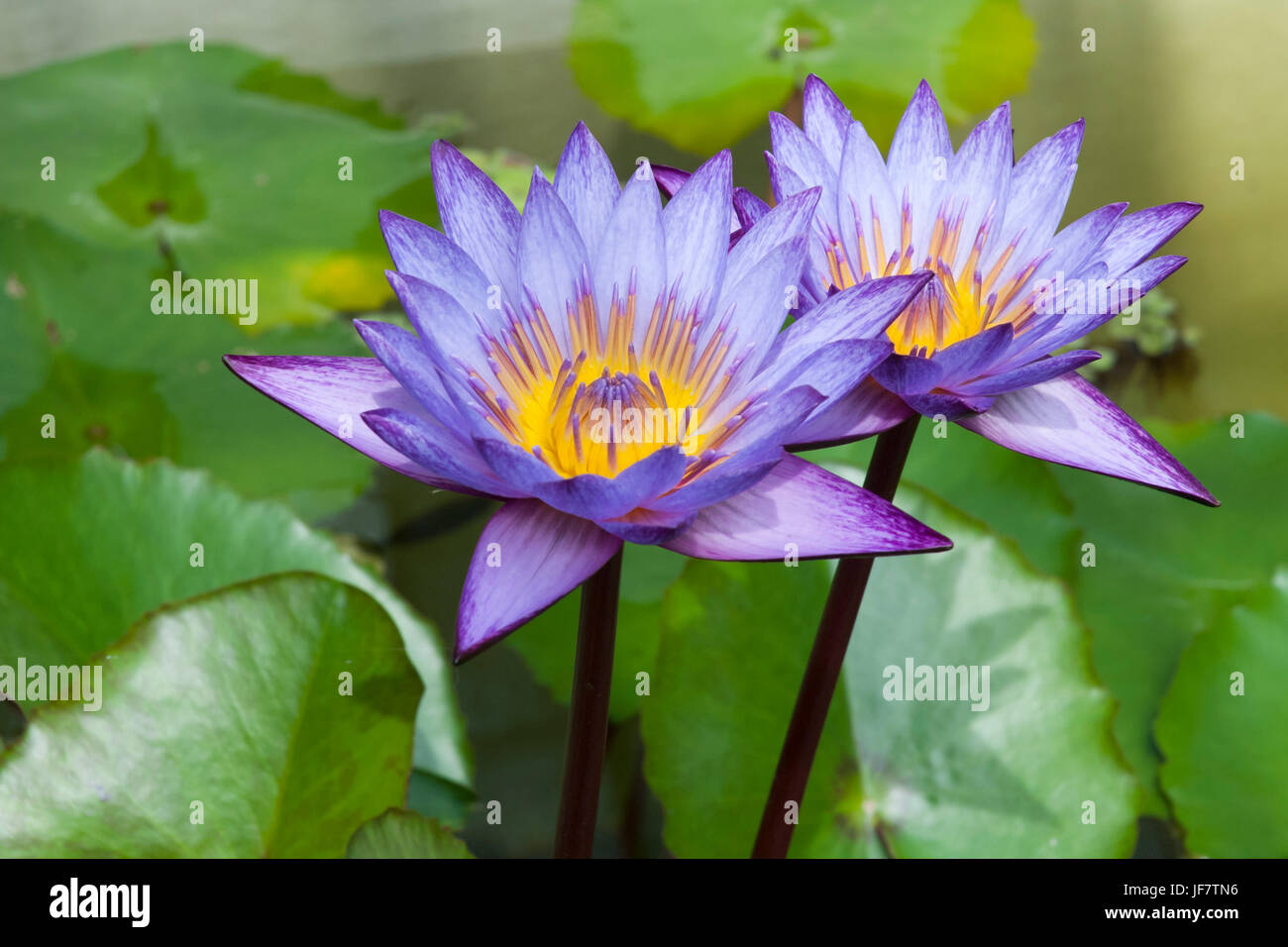 Blue Water Lilies flottant dans un étang. Des fleurs de lotus, nymphaea Banque D'Images