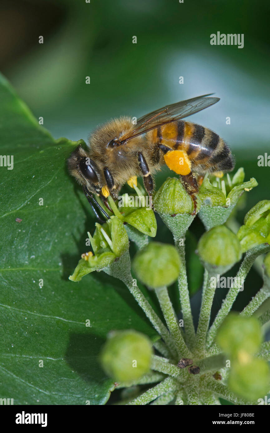 L'abeille européenne Apis mellifera sur Ivy Norfolk Banque D'Images