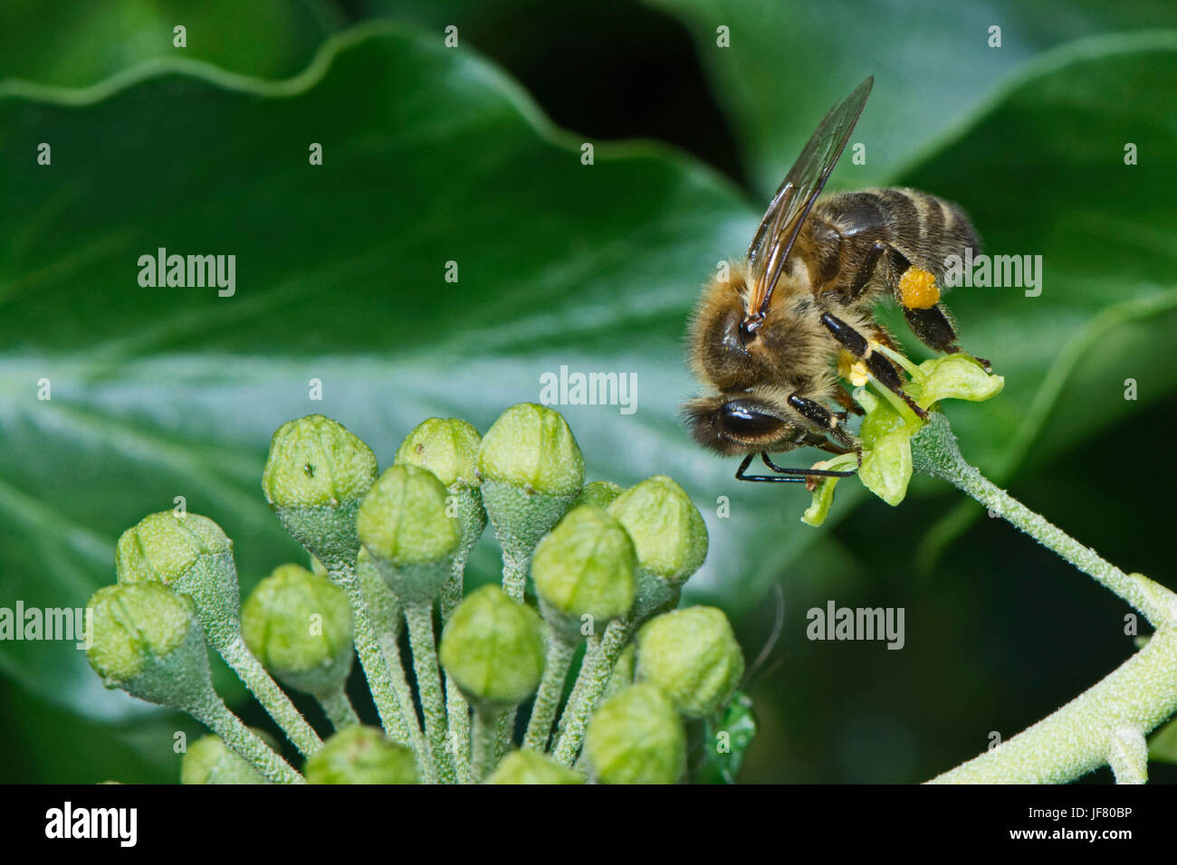 L'abeille européenne Apis mellifera sur Ivy Norfolk Banque D'Images