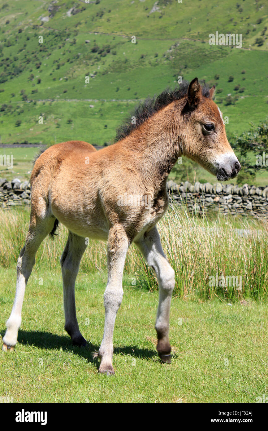 Welsh Mountain Pony poulain à Nant Ffrancon Valley, Galles Banque D'Images