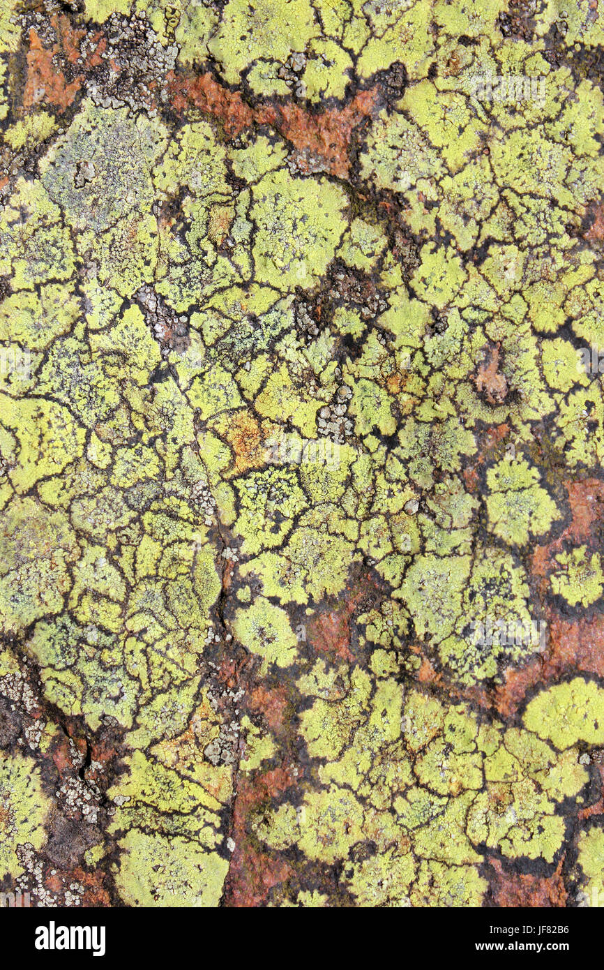Site lichen Rhizocarpon geographicum dans le parc national de Snowdonia, le Pays de Galles Banque D'Images