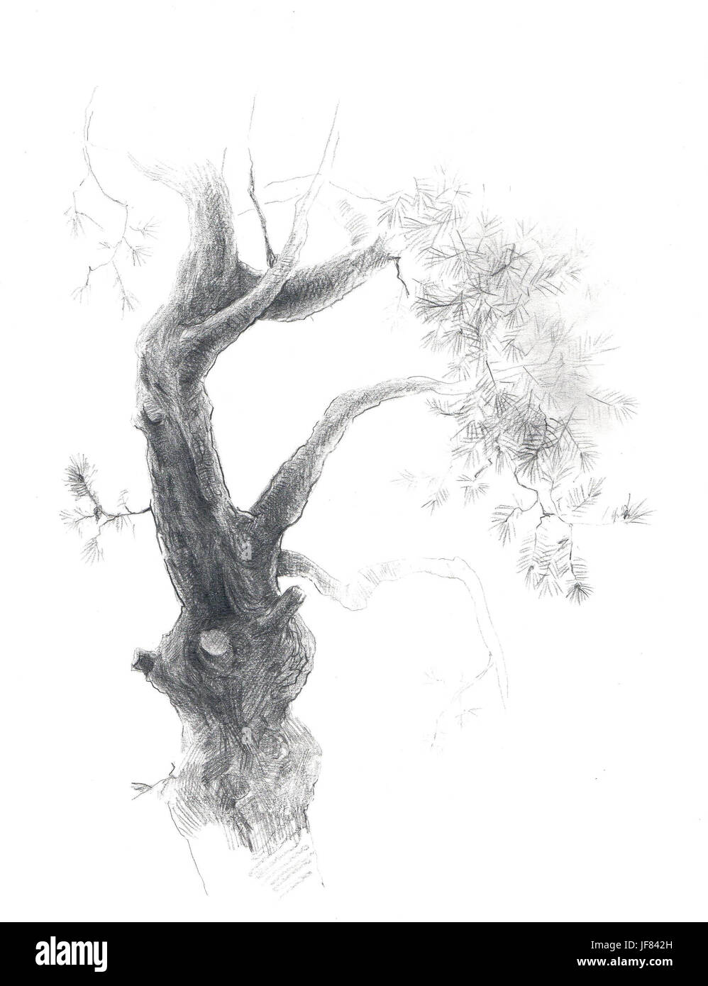 Pine à la main au crayon. Banque D'Images