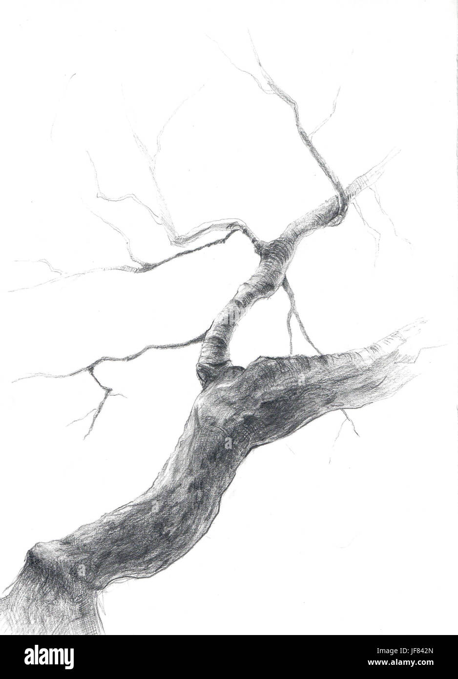 Tronc de bouleau dessiné au crayon. Banque D'Images