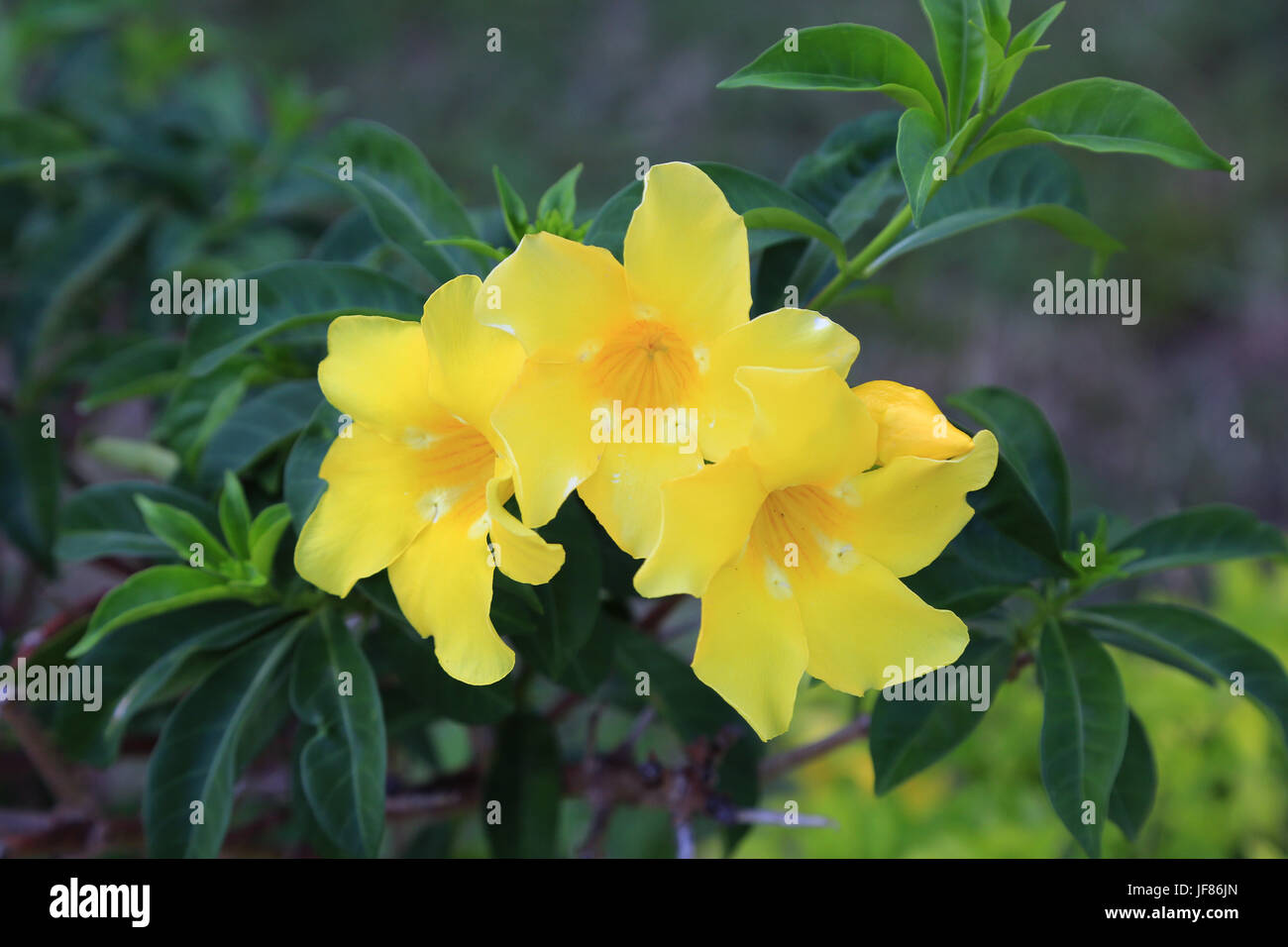 Trompette d'or, l'Allamanda cathartica Banque D'Images