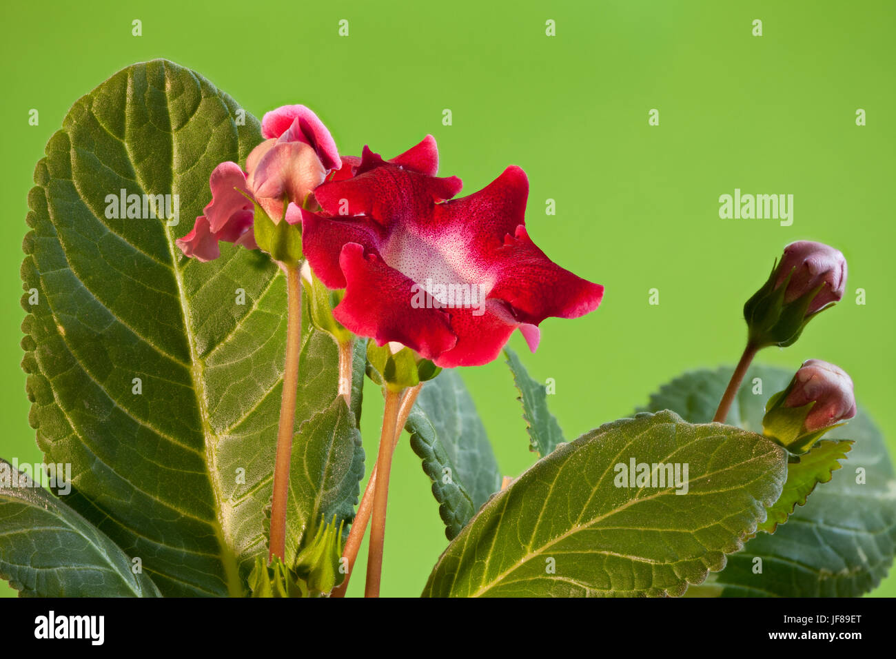 Un plan macro fleurs gloxinia rouge Banque D'Images