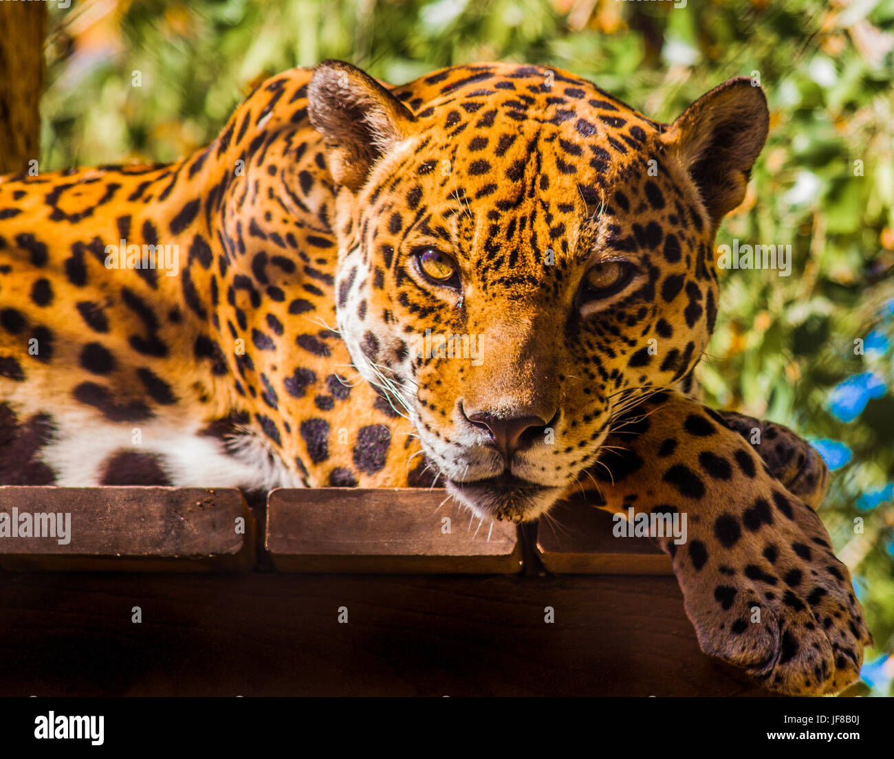 Jaguar se reposant sur une perche portant un regard qui dit "Que puis-je faire pour vous ?' Banque D'Images