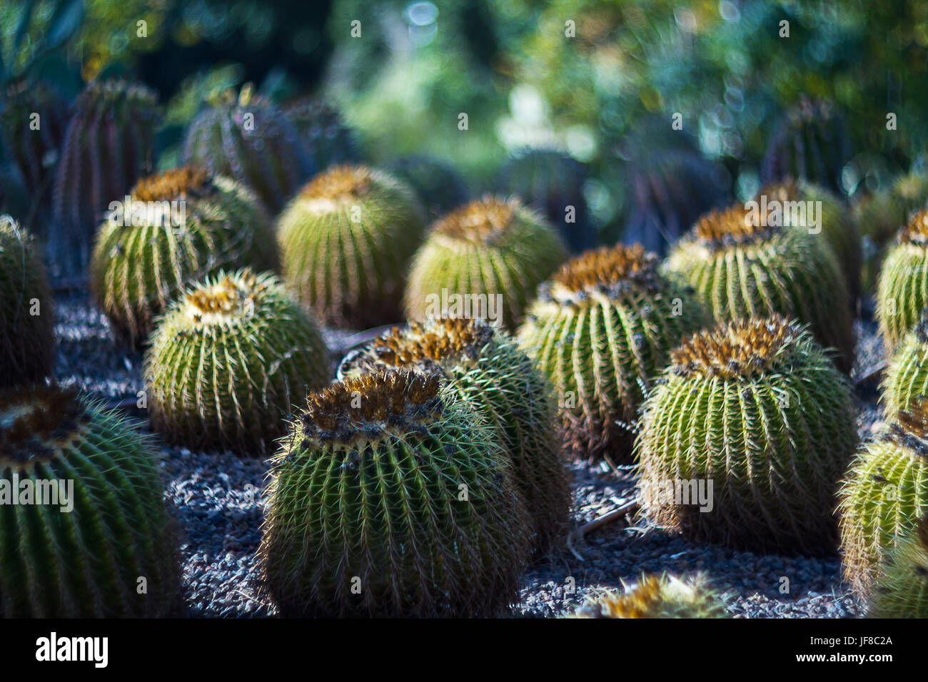 Cactus en désert . Banque D'Images