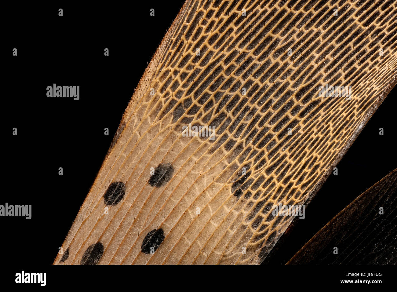 Gros plan très détaillé de l'aile d'une lanterne tachetée, une espèce envahissante d'Asie qui représente une menace importante pour l'agriculture et la foresterie. Il a été photographié dans le cadre d'un effort de surveillance des ravageurs en Pennsylvanie. Banque D'Images
