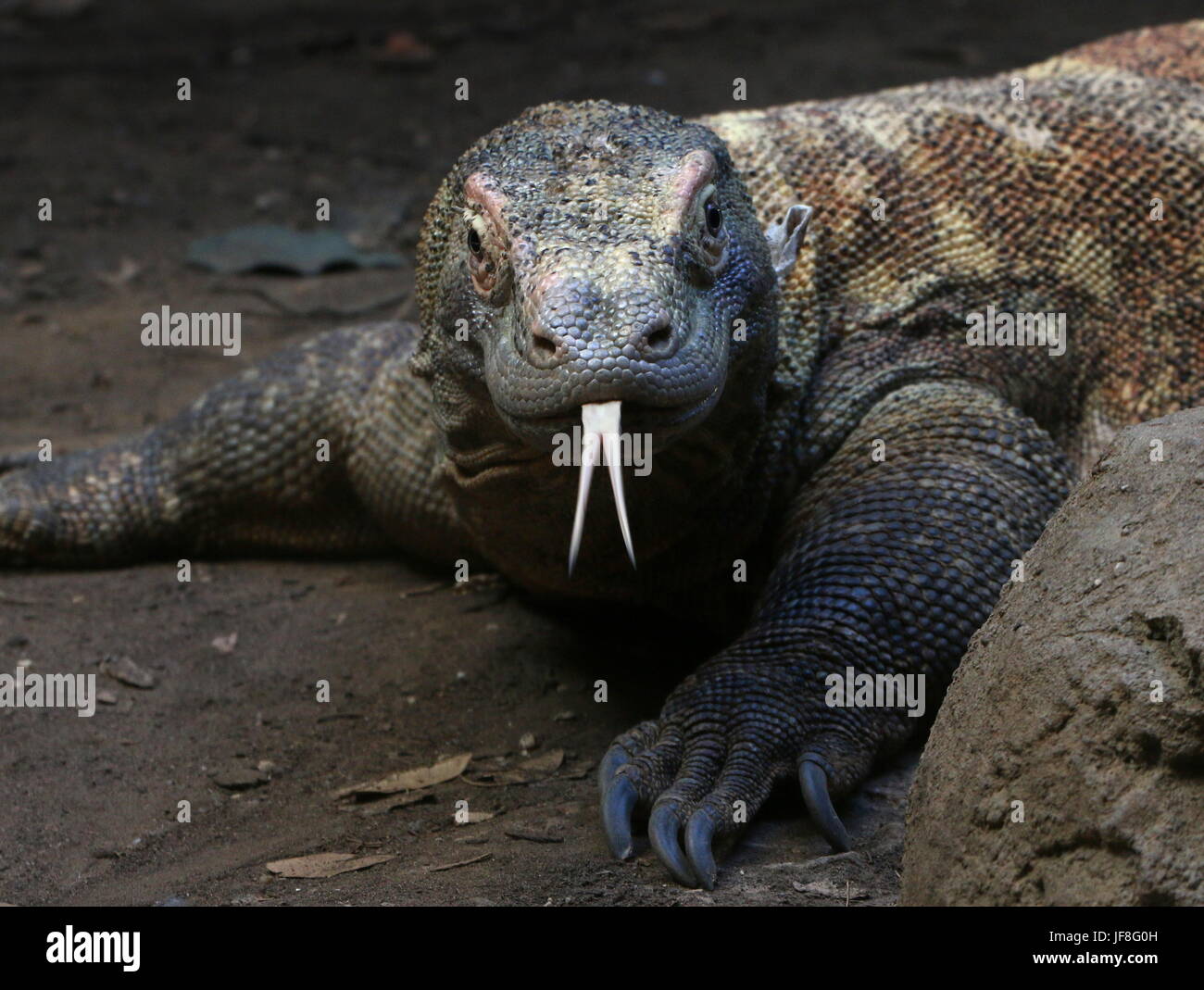 Gros plan de la tête d'un dragon de Komodo (Varanus komodoensis), langue fourchue, pichenette, ramasser des parfums dans l'air. Banque D'Images