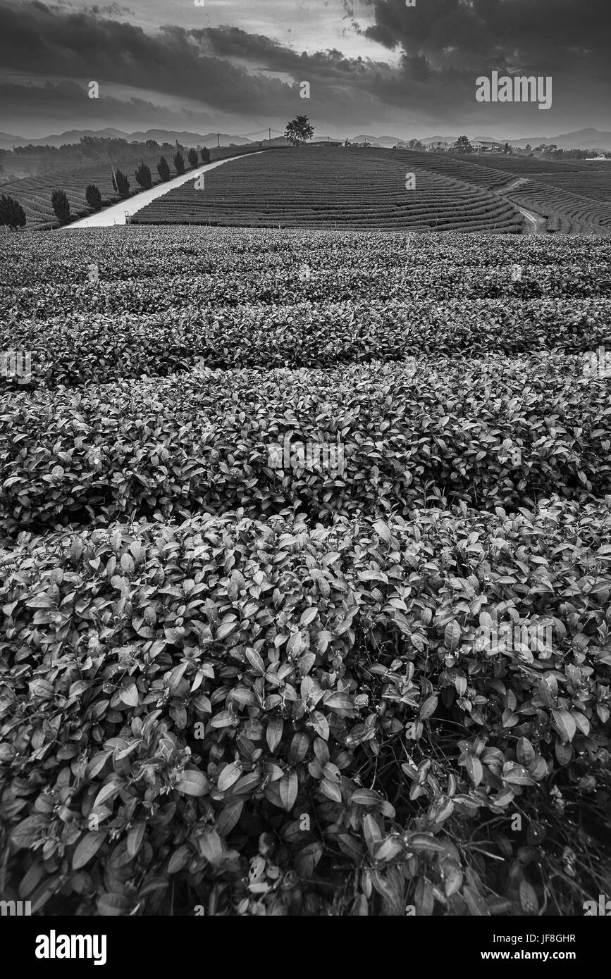 Plantation de thé vert à Chiang Rai, Thaïlande, noir et blanc Banque D'Images