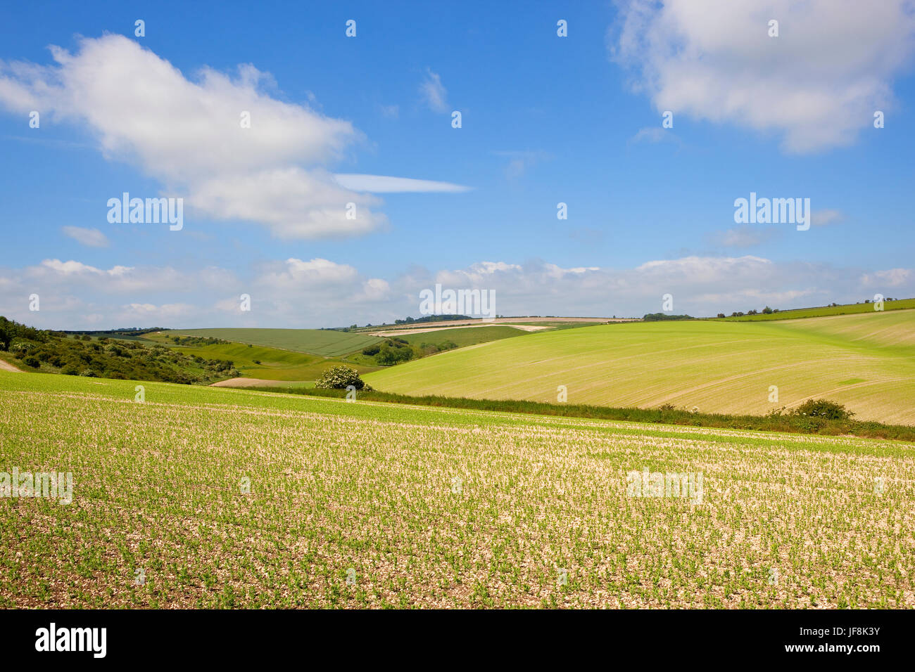 Plantes de pois des champs vallonnés de prés et de haies dans la pittoresque English channel sous un ciel d'été bleu Banque D'Images