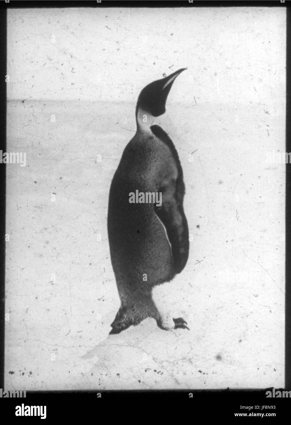 Un pingouin 34524514836 o Banque D'Images