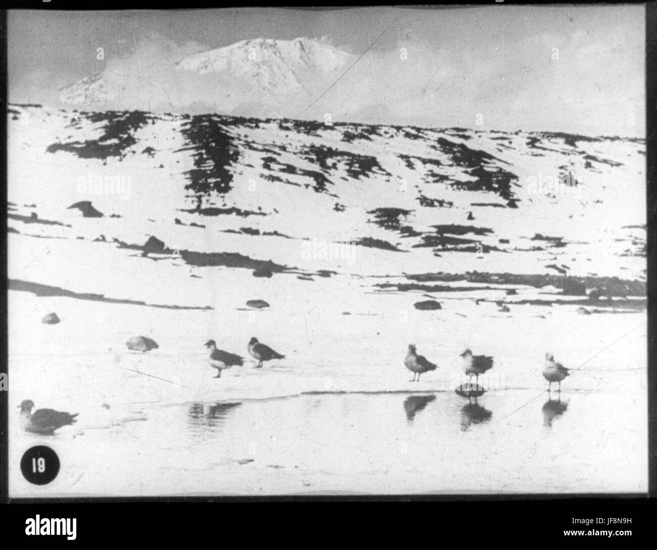 Un troupeau de Skua goélands 33722845644 o Banque D'Images