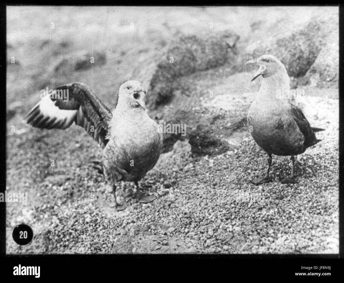 Deux goélands Skua 33722851244 o Banque D'Images