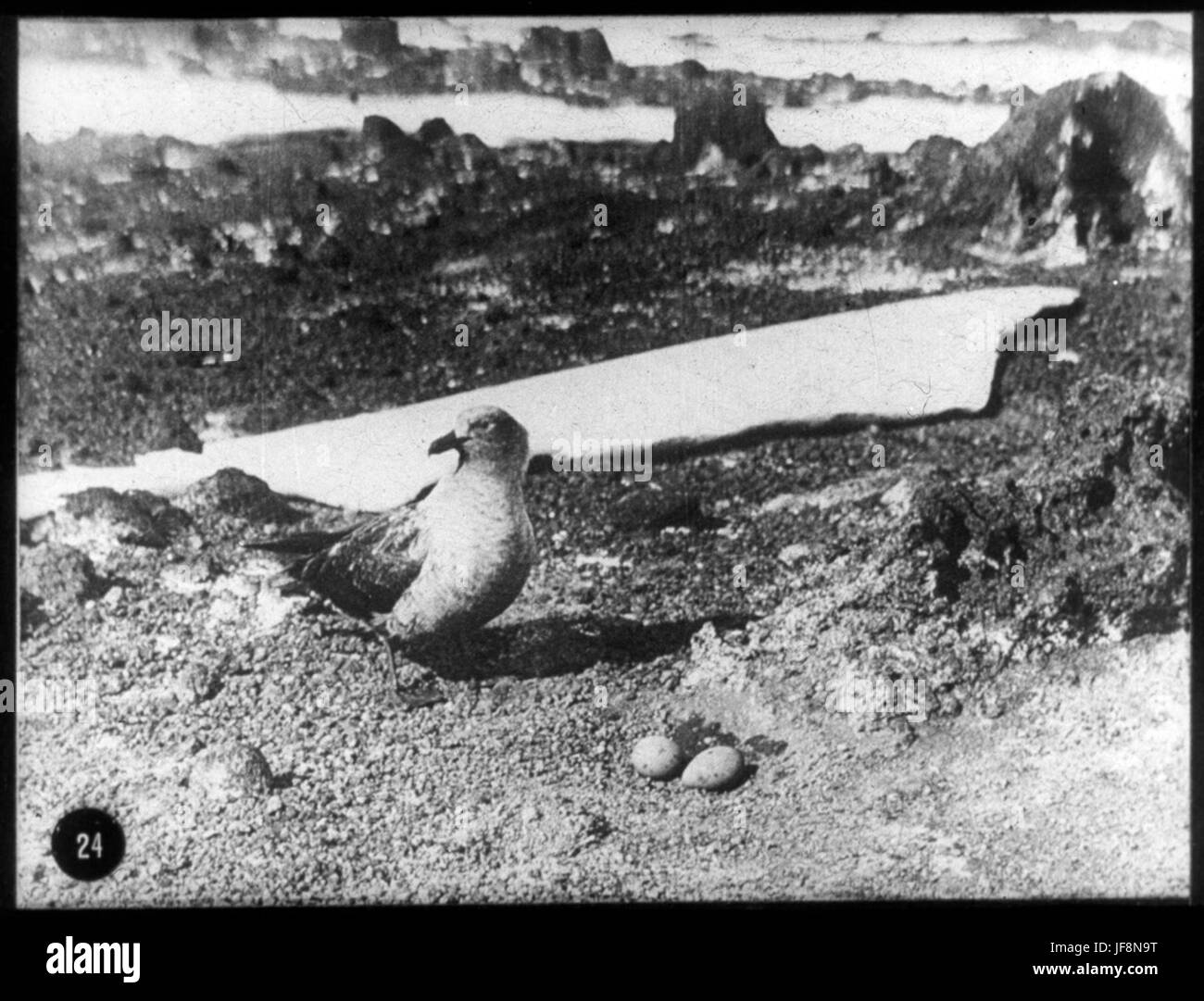 Une mouette Skua garder deux oeufs 34524511246 o Banque D'Images