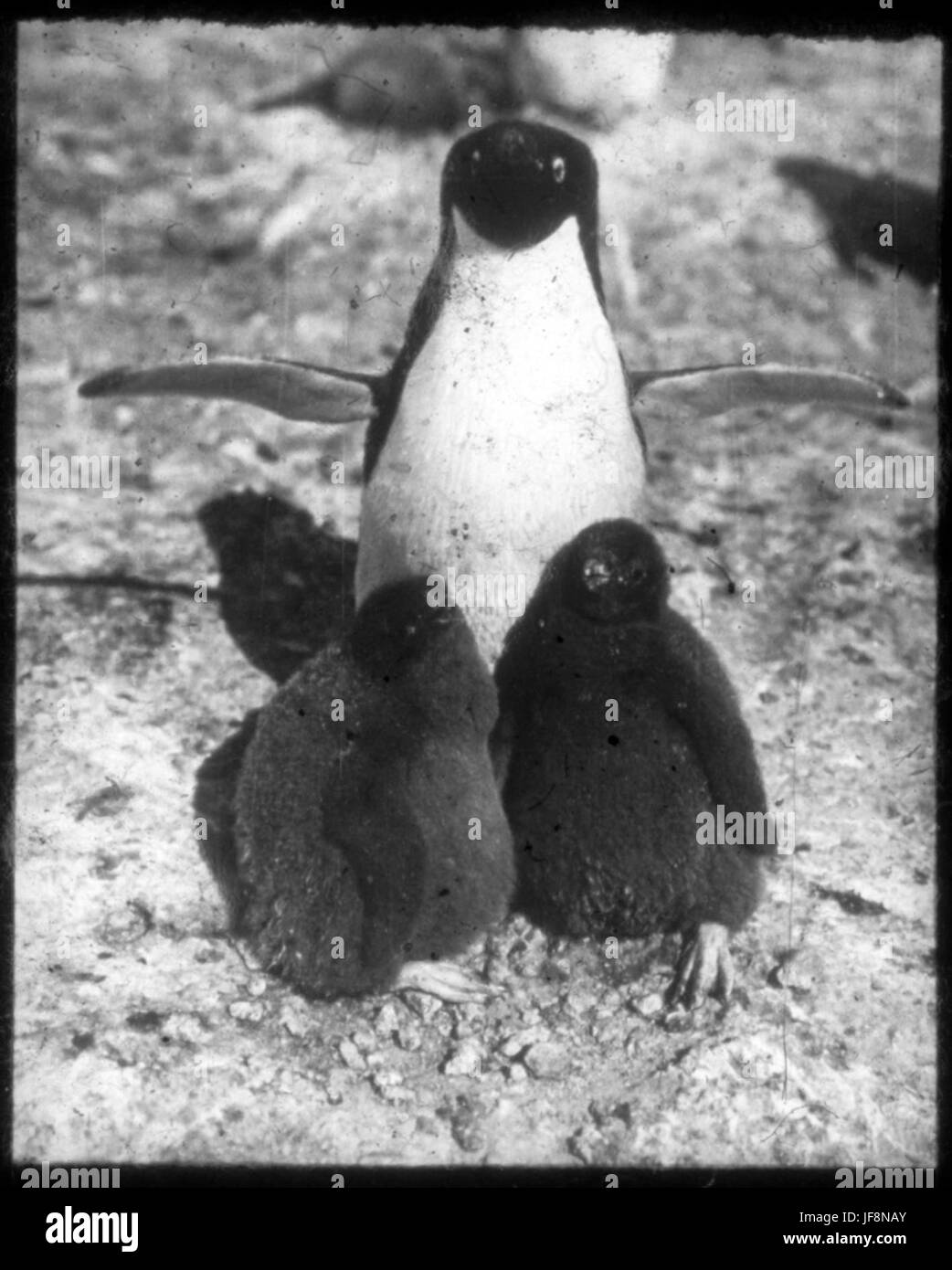 Penguin adultes avec deux poussins 34524519306 o Banque D'Images