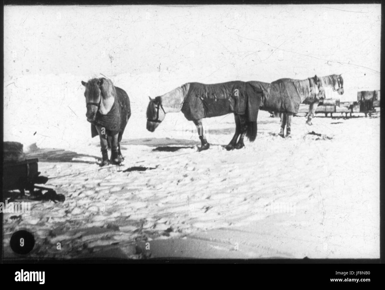 Les chevaux s'est posé sur la glace de l'Antarctique 34524505306 o Banque D'Images