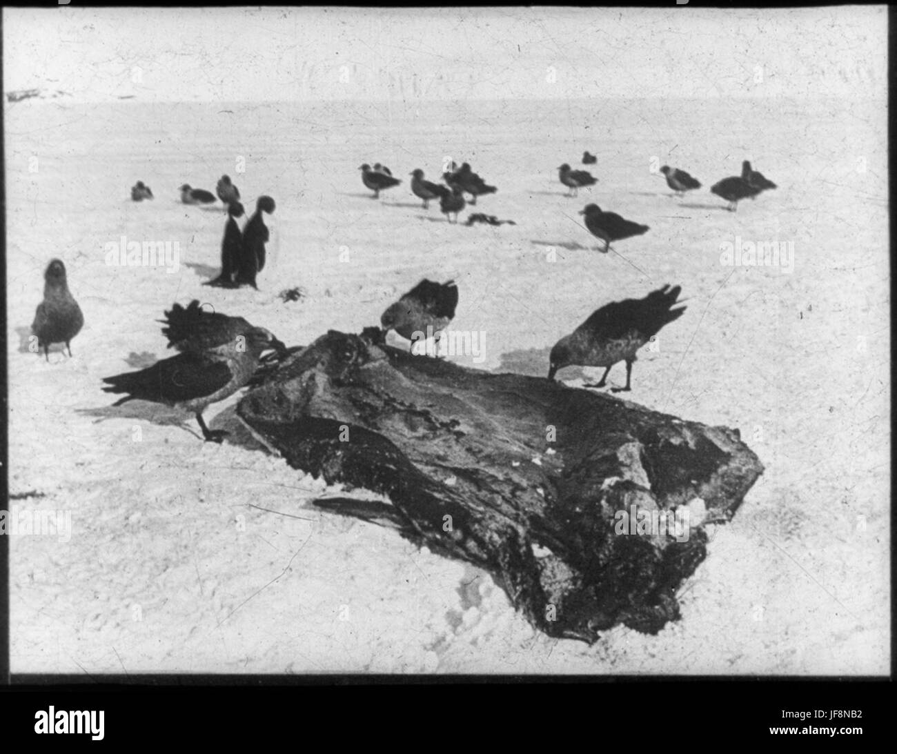 Les Goélands Skua le choix d'une peau de phoque Janvier 1911 34524505976 o Banque D'Images