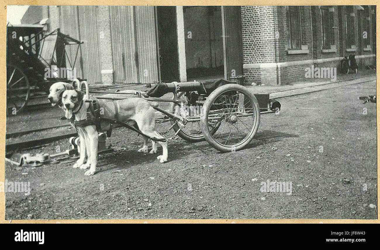 Maxim Mitrailleur van het 7de Linieregiment, mitrailleuse de l'armée belge pendant la première Guerre mondiale Banque D'Images