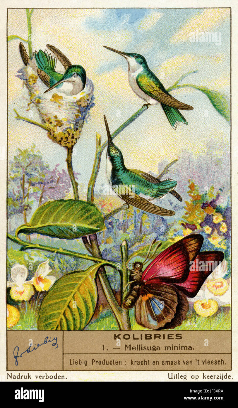 Verveine hummingbird (mellisuga minima) les colibris. Carte de collection Liebig 1936 Banque D'Images