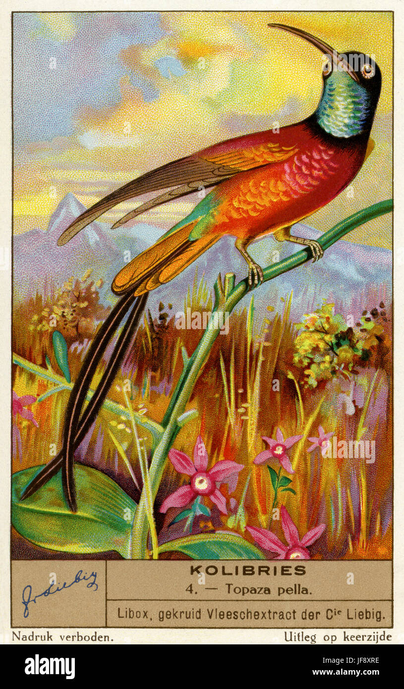 Crimson topaz (Topaza pella). Les colibris. Carte de collection Liebig 1936 Banque D'Images