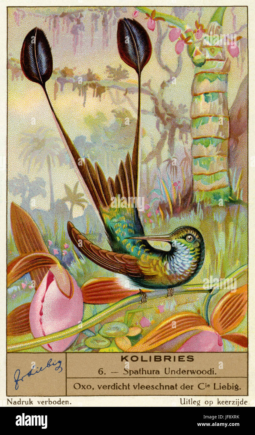 Démarré (queue de raquette Ocreatus underwoodii) les colibris. Carte de collection Liebig 1936 Banque D'Images