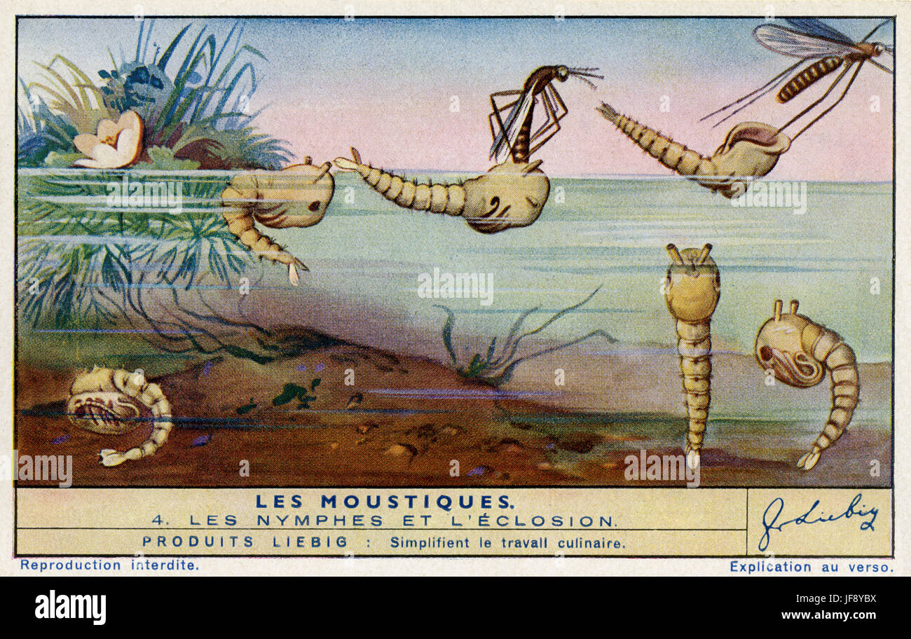 Les larves de moustiques, la métamorphose / l'éclosion. Les moustiques. Carte de collection Liebig, 1942 Banque D'Images
