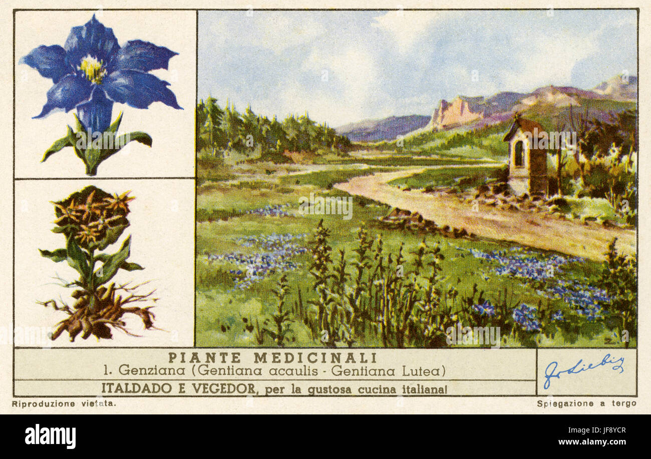 Gentiane (gentiana), genre de plantes utilisées pour parfumer les boissons et traditionnellement en phytothérapie. Les plantes médicinales. Carte de collection Liebig, 1943 Banque D'Images