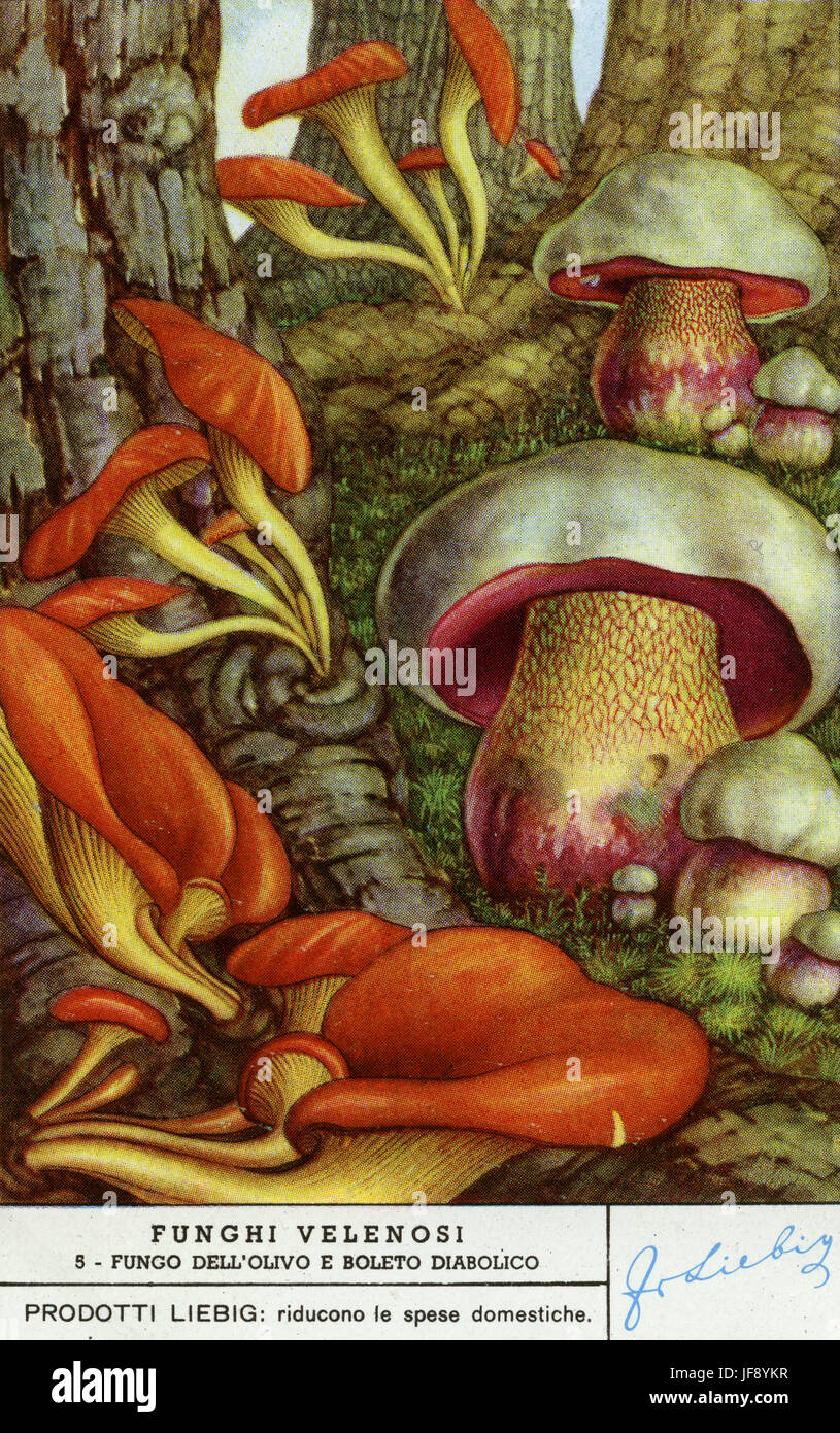 Jack-o-lantern (champignons Omphalotus olearius / clitocybe olearia) Satan's bolet satanas (Rubroboletus). Des champignons vénéneux. Carte de collection Liebig, 1950 Banque D'Images