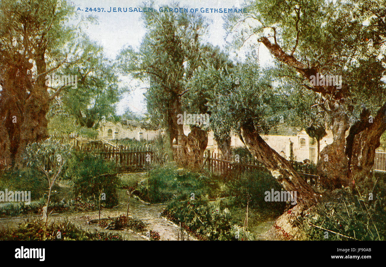 Le jardin de Gethsémani au pied du Mont des Oliviers à Jérusalem, plus connu comme le lieu où Jésus a prié et ses disciples dormi la nuit avant sa crucifixion. Banque D'Images