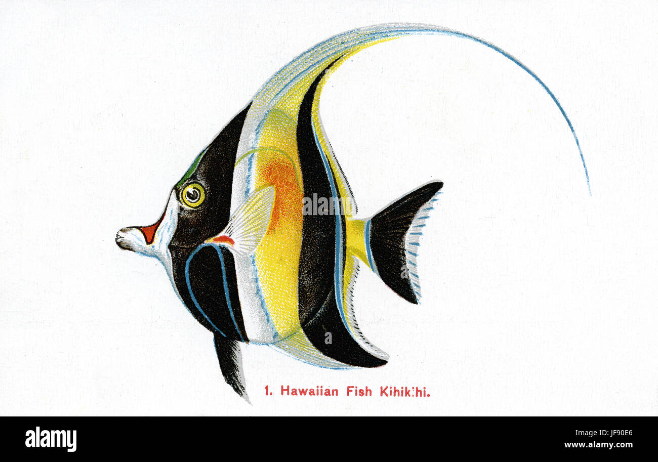 Idole maure (Zanclus cornutus), des espèces de poissons du Pacifique trouvés autour de la côte d'Hawaï. Nom hawaiien 'Kihikihi' Banque D'Images