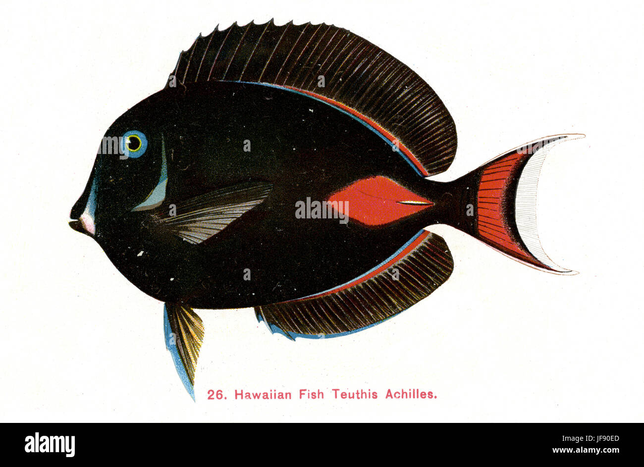 Poisson Chirurgien Achille / Achilles tang (Acanthurus achilles, anciennement Teuthis Achilles), des espèces de poissons du Pacifique trouvés autour de la côte d'Hawaï Banque D'Images