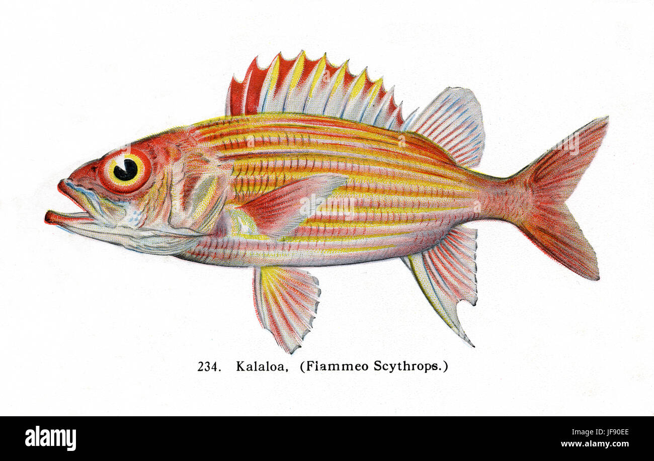 Yellowstriped marignans / bordée d'or marignans (Neoniphon aurolineatus, anciennement Flammeo Scythrops), des espèces de poissons du Pacifique trouvés autour de la côte d'Hawaï. 'Kalaloa' nom hawaiien Banque D'Images