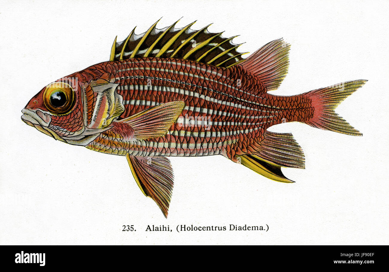 Marignans couronné (Sargocentron / Holocentrus diadema) espèces de poissons du Pacifique trouvés autour de la côte d'Hawaï. Nom Hawaiien et bénédictions d' Banque D'Images