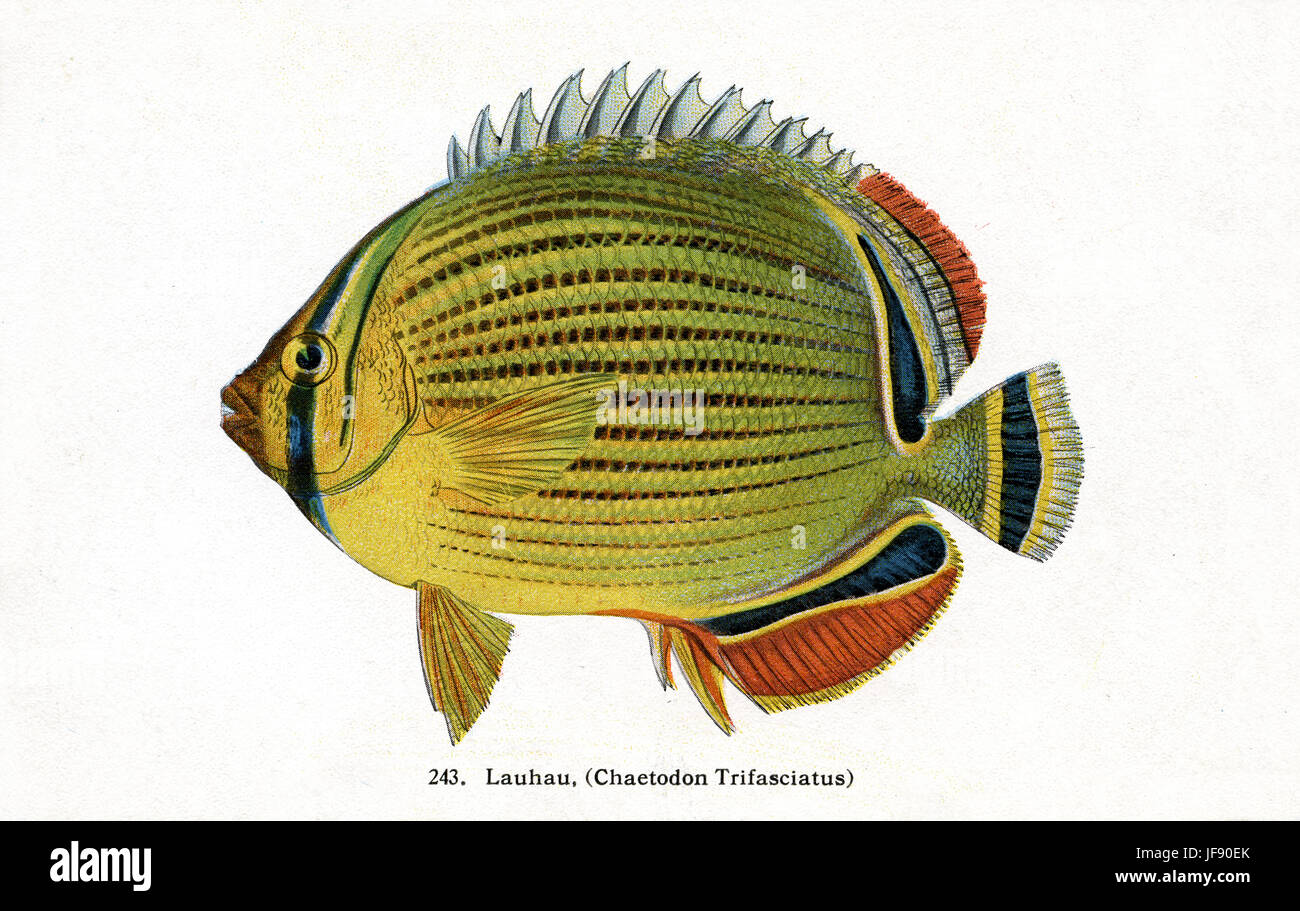 (Chaetodon trifasciatus Melon médiocre), des espèces de poissons du Pacifique trouvés autour de la côte d'Hawaï. 'Lauhau' nom hawaiien Banque D'Images