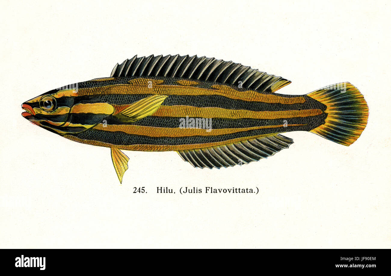 Yellowstripe flavovittata (coris Julis Coris / flavovittatus), des espèces de poissons du Pacifique trouvés autour de la côte d'Hawaï. Nom hawaiien 'Hilu' Banque D'Images