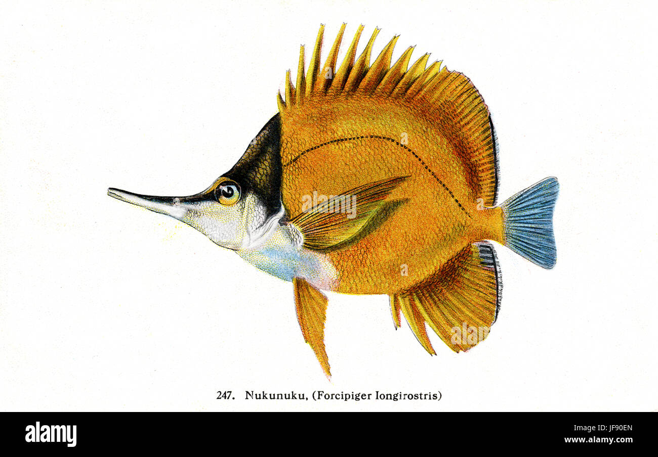 Le médiocre (Forcipiger longirostris) espèces de poissons du Pacifique trouvés autour de la côte d'Hawaï. Nom hawaiien 'Nukunuku' Banque D'Images