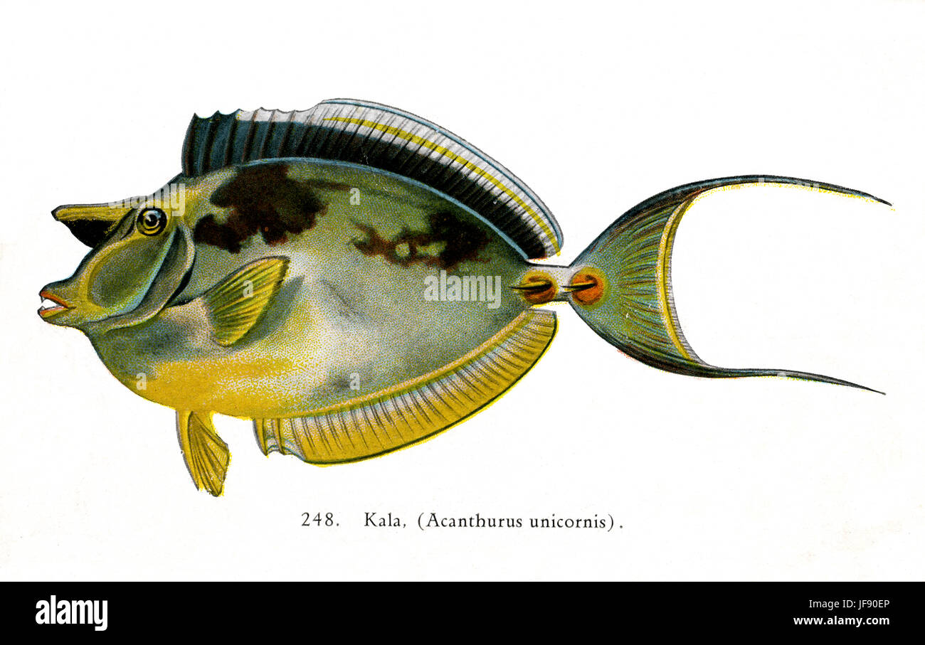Goldfish (Acanthurus unicornis Bluespine / Naso unicornis) espèces de poissons du Pacifique trouvés autour de la côte d'Hawaï. Nom hawaiien 'Kala' Banque D'Images
