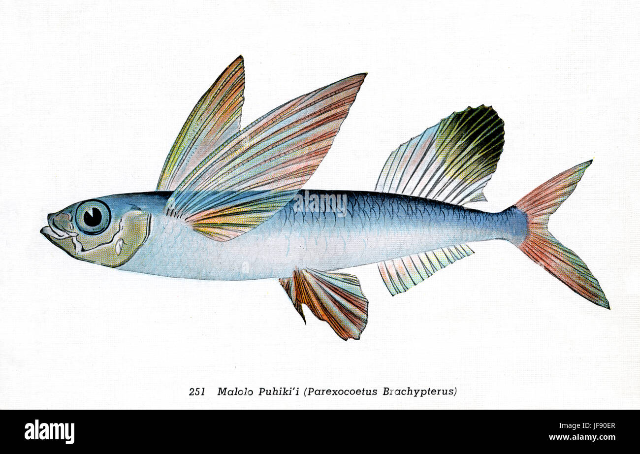 Sailfin flyingfish (Parexocoetus brachypterus), des espèces de poissons du Pacifique trouvés autour de la côte d'Hawaï. Nom hawaiien Malolo Puhiki'i Banque D'Images