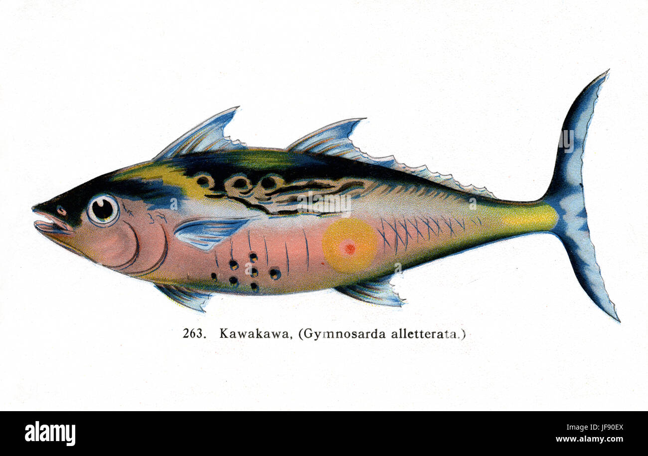 Thon maquereau / Kawakawa (Euthynnus affinis, anciennement gymnosarda alletterata) espèces de poissons du Pacifique trouvés autour de la côte d'Hawaï Banque D'Images