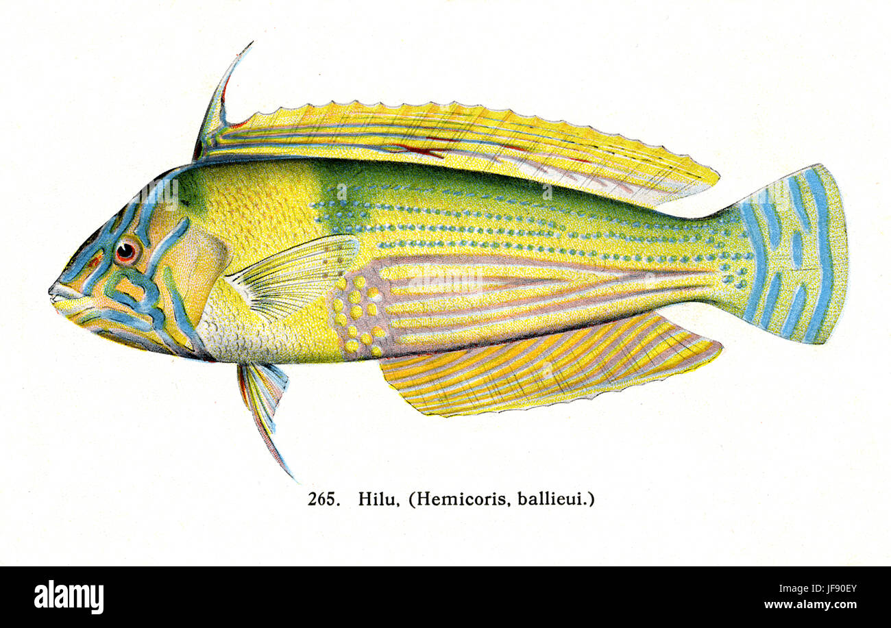 Hilu (Hemicoris ballieui) espèces de poissons du Pacifique trouvés autour de la côte d'Hawaï Banque D'Images