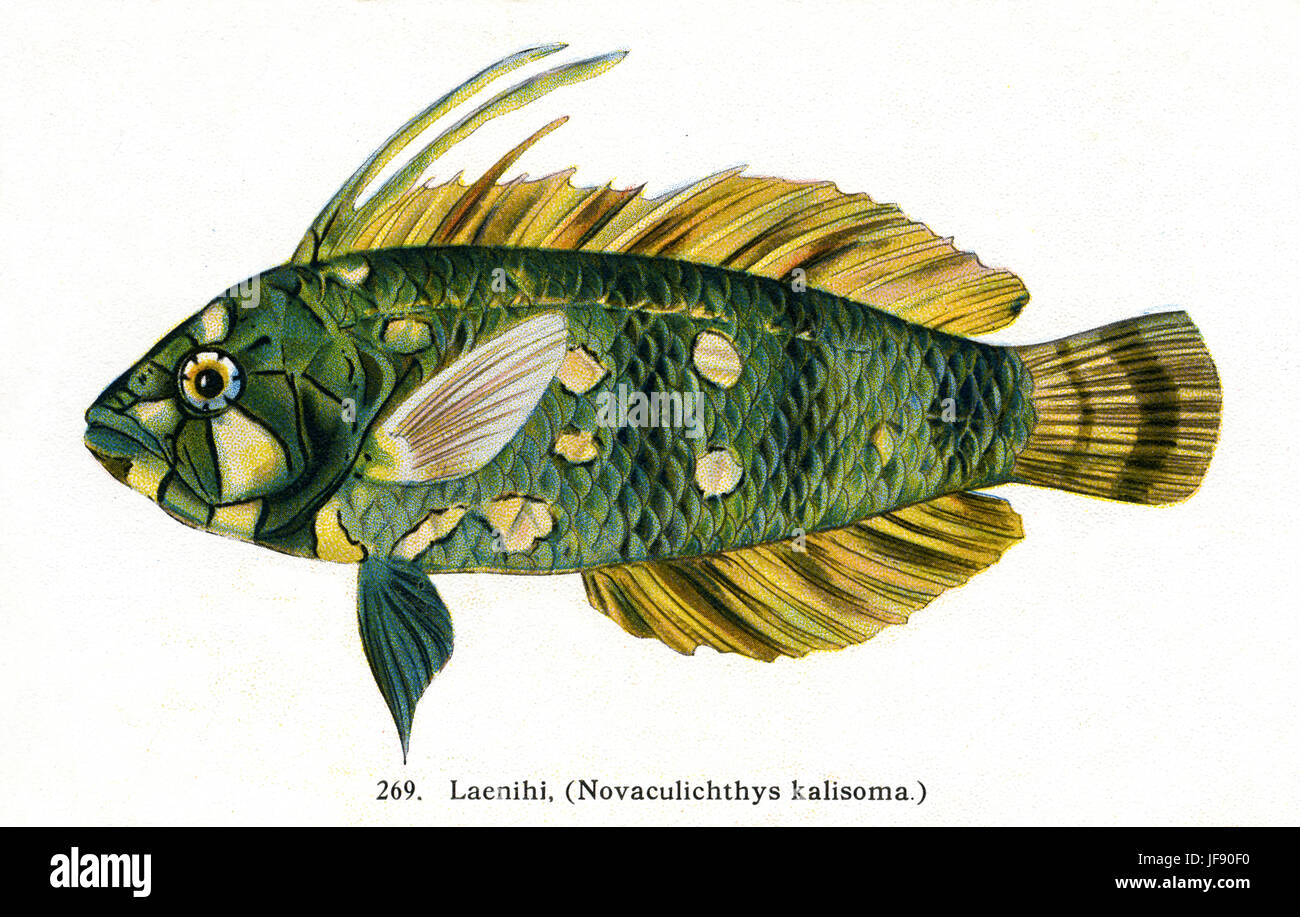(Leanihi Novacilichthys kalisoma) espèces de poissons du Pacifique trouvés autour de la côte d'Hawaï Banque D'Images