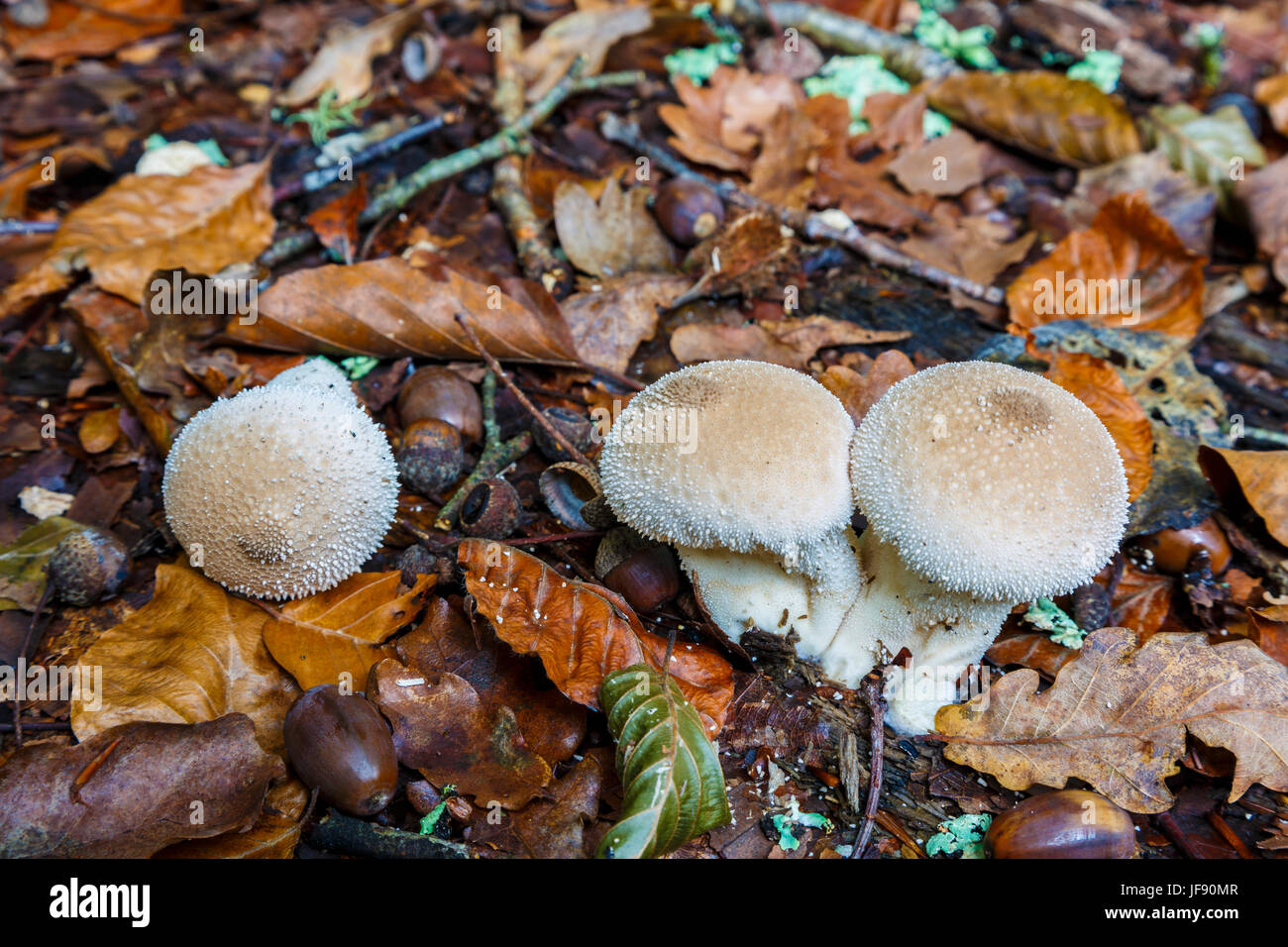 Vesse-de-commune (Lycoperdon perlatum). Banque D'Images