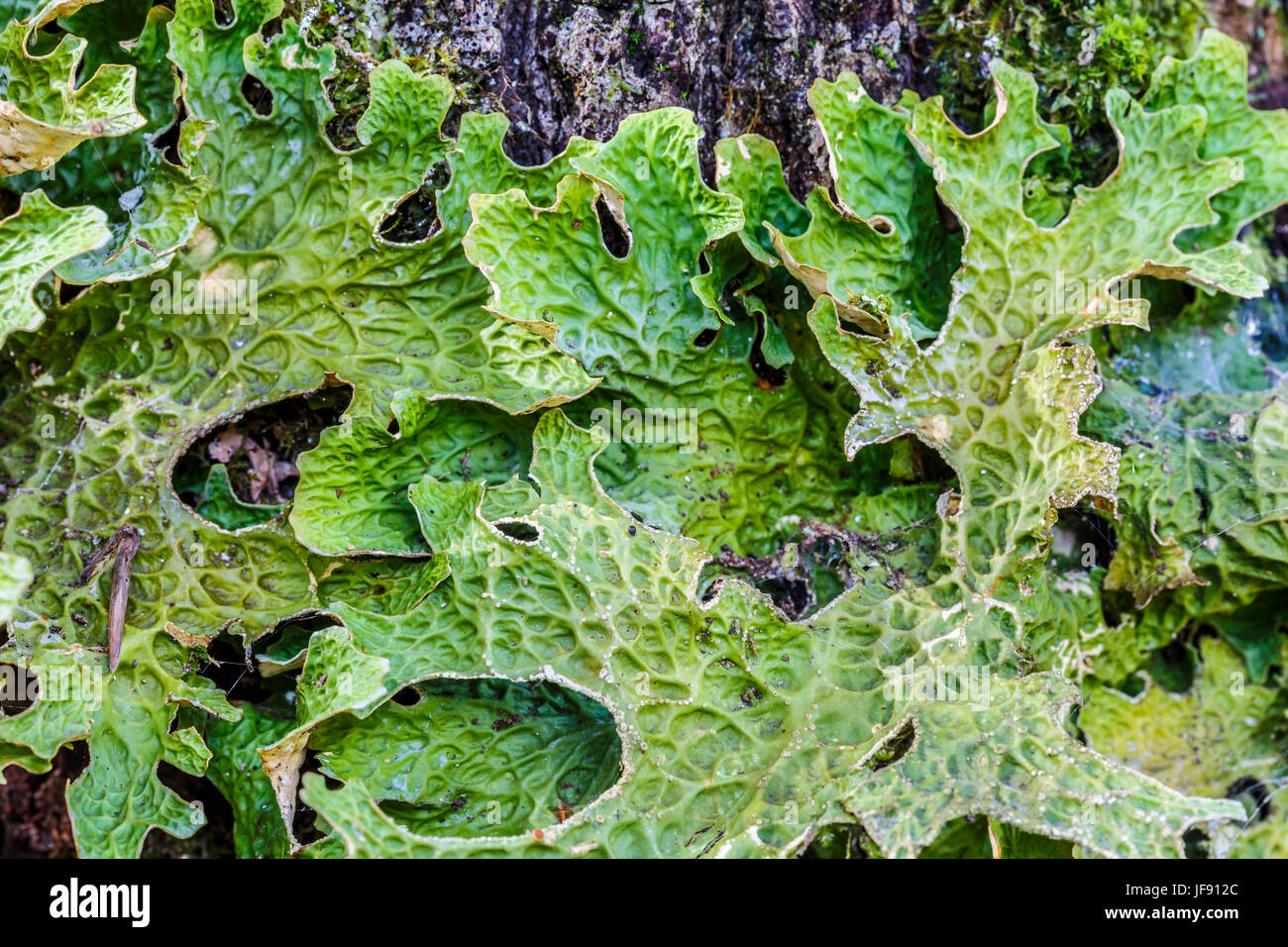 Lobaria pulmonaria (lichens épiphytes). Banque D'Images