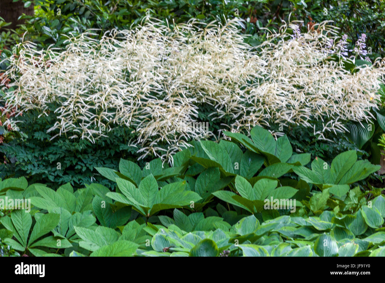 Aruncus aethusifolius ' Sommeranfang ', Rodgersia pinnata, jardin de fleurs vivaces Banque D'Images