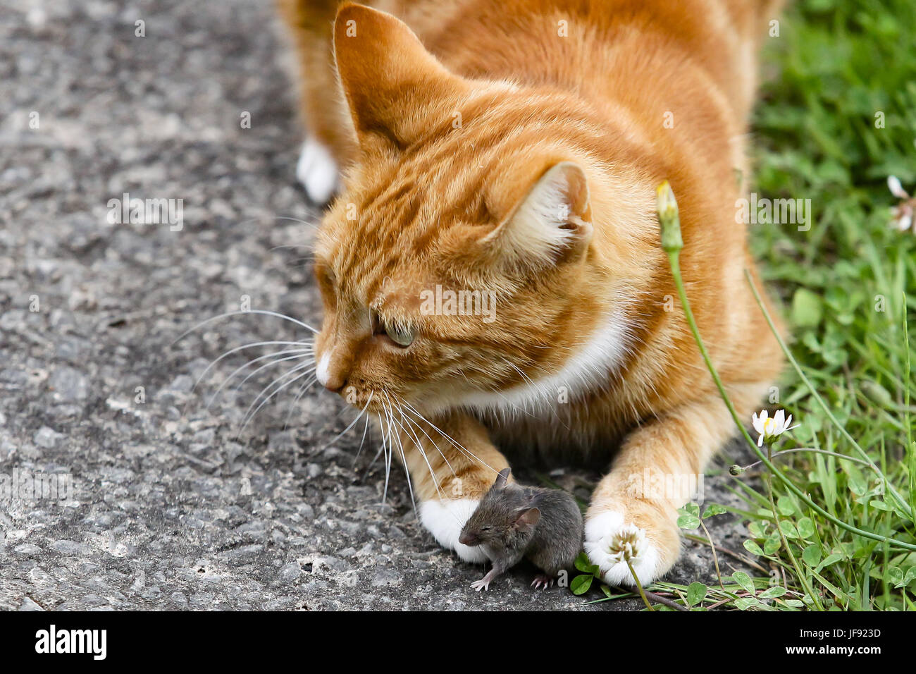 26 juin 21017. Lily avec un crédit de la souris:Tony Taylor/Alamy Live News Banque D'Images
