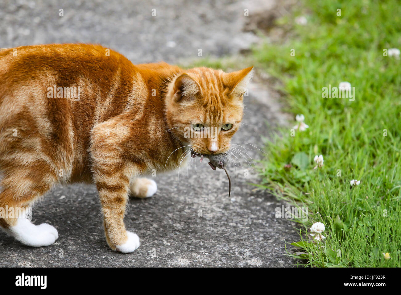 26 juin 21017. Lily avec un crédit de la souris:Tony Taylor/Alamy Live News Banque D'Images