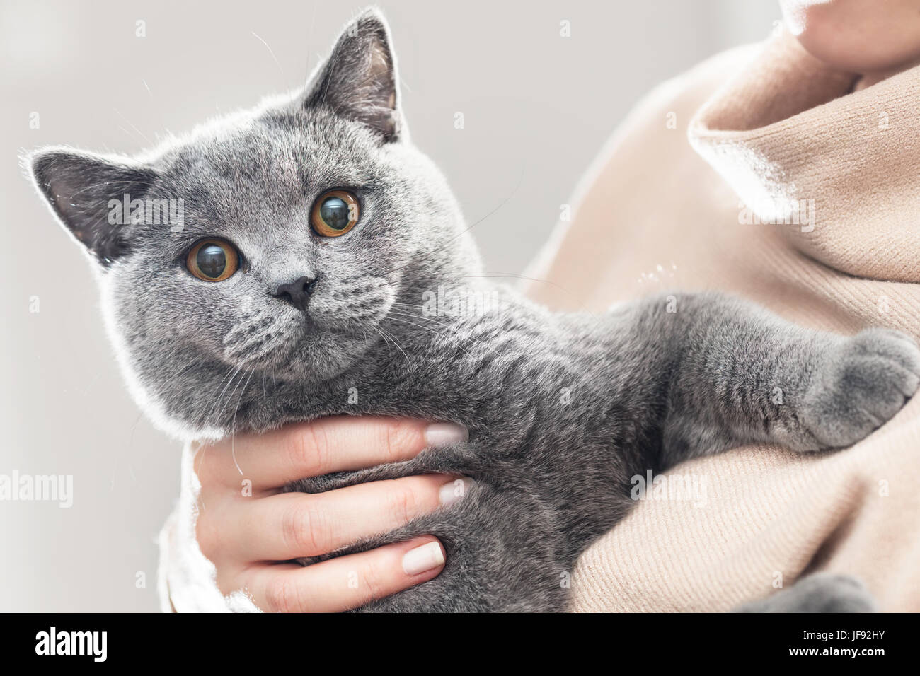 Cute kitten tenir dans les mains. Le British Shorthair. Regardant la caméra Banque D'Images