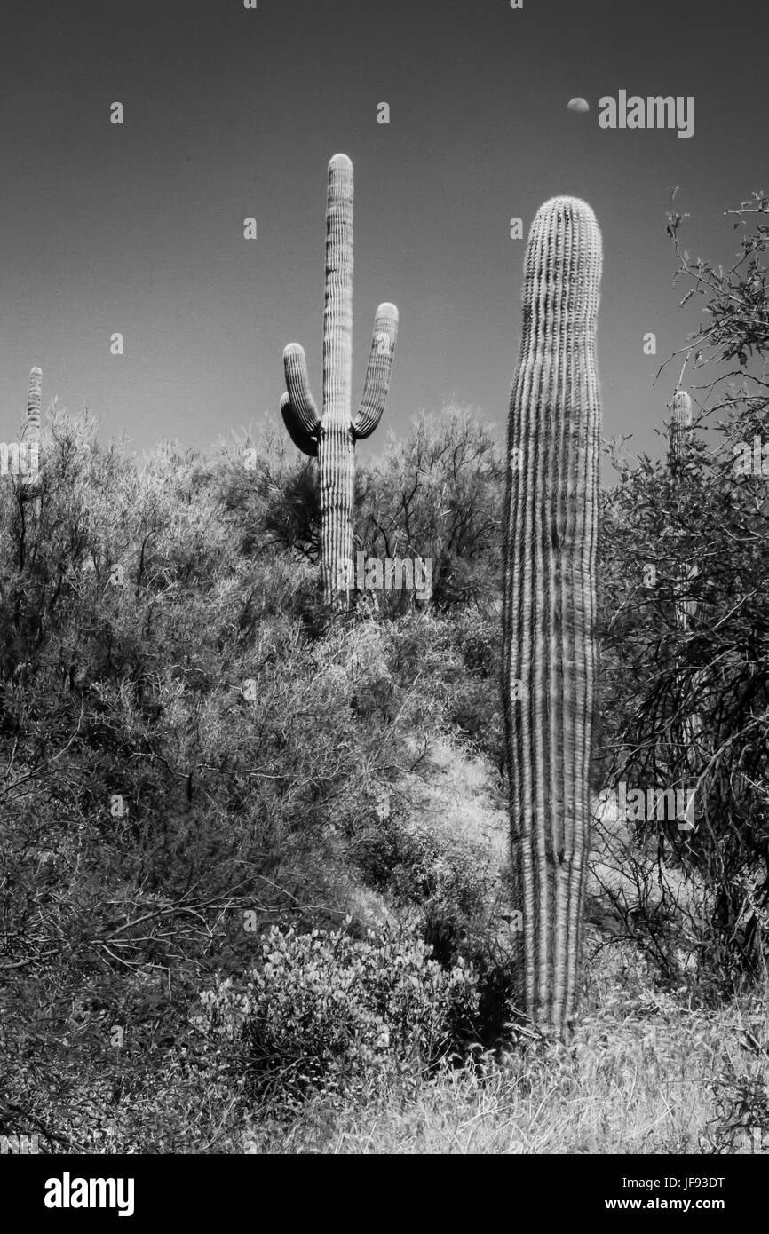 Deux cactus paysage avec la lune en plein midi - Arizona Banque D'Images