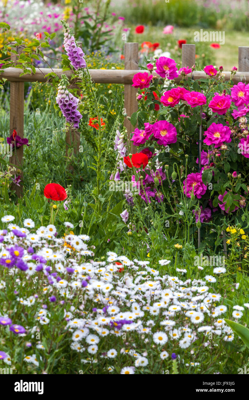 Jardin d'été et fleurs mixtes en juin, Rosa 'Louis Philippe', la digitale, Erigeron, coquelicots, jardin clôture en bois Banque D'Images